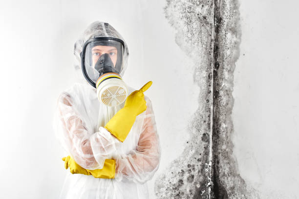 Why You Should Choose Our Mold Remediation Services in Farmington Hills, MI